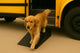 Heavy-Duty Pet Step Ramp – Safe Access for Large Pets (115mm to 177mm)